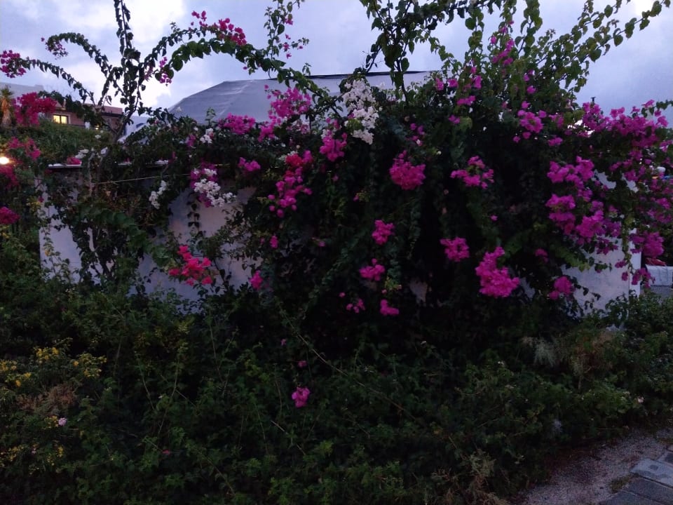 Gartenanlage Mitsis Cretan Village