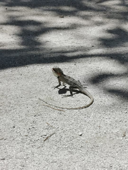 Sonstiges Adaaran Select Hudhuran Fushi - Premium All Inclusive