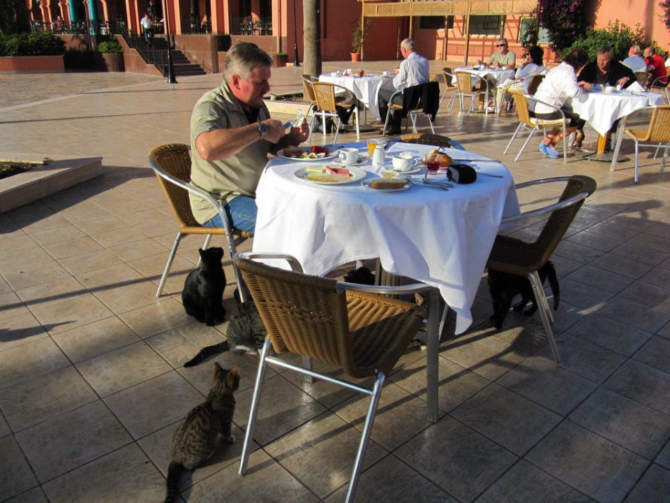 Die Katzen lauern schon The Norm Oriental