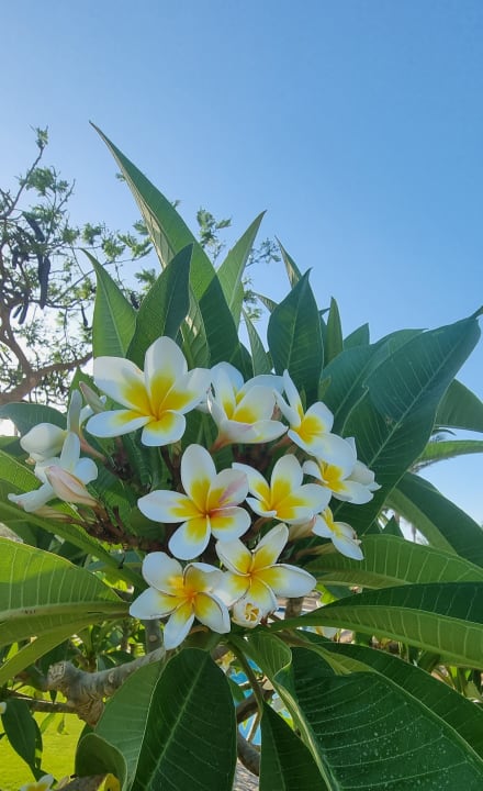 Gartenanlage Steigenberger ALDAU Beach Hotel
