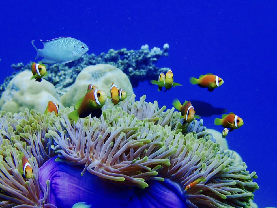 Clownfischei ROBINSON MALDIVES