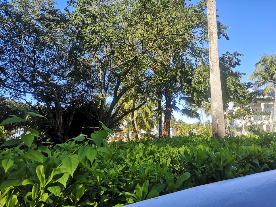 Gartenanlage Secrets La Romana Resort & Spa - Adult Only