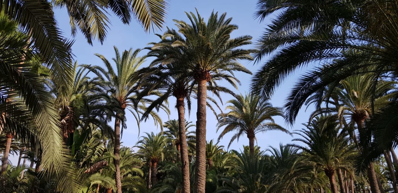 Garten Hotel Riu Palace Oasis