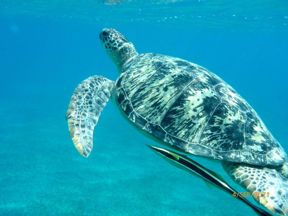 Strand Shams Alam Beach Resort