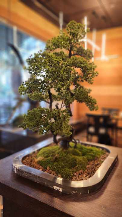 Gastro Arycanda Kirman Premium