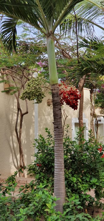 Gartenanlage VOI Praia De Chaves Resort