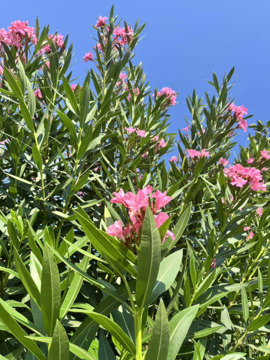 Gartenanlage Clover Magic Nova Beach