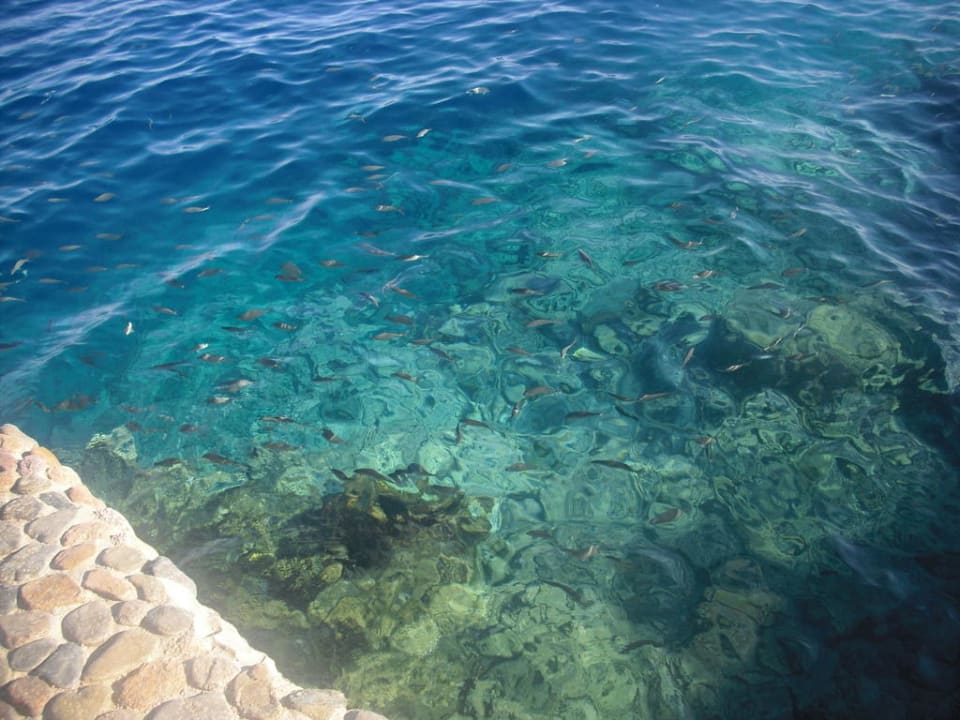 Hauseigenes Riff Arabia Azur Resort