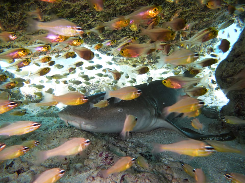 Sport & Freizeit NH Collection Maldives Reethi Resort