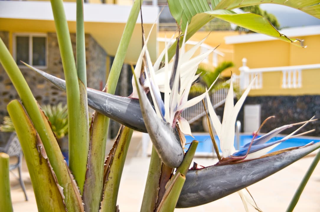 Gartenanlage Finca La Primavera