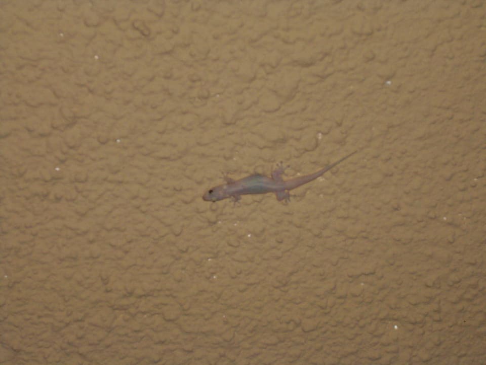 Babygecko Mauricia Beachcomber Resort & Spa