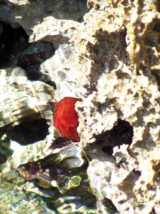 Seeanemone Hotel Kalithea Horizon Royal