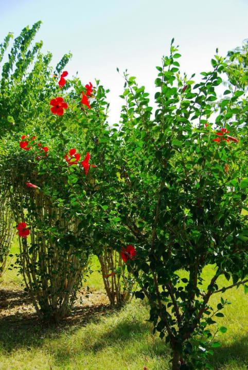 Außen/Ausblick/Garten/Anlage TUI BLUE Xanthe