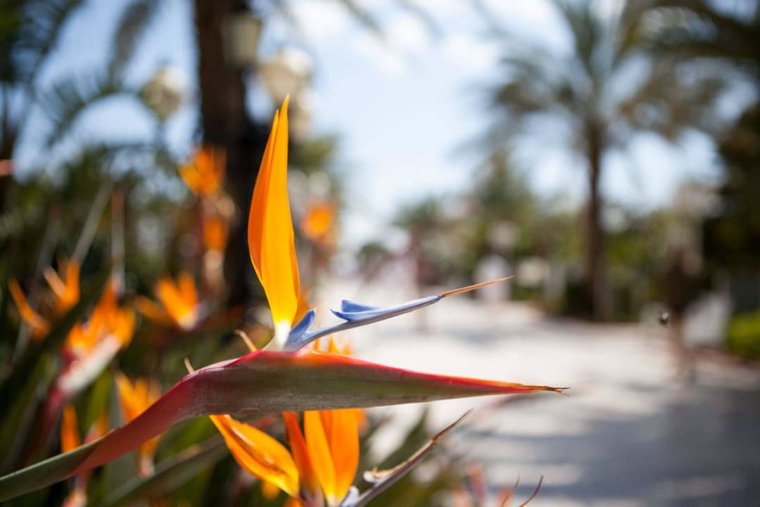 Bloementuin Hotel Delphin Imperial