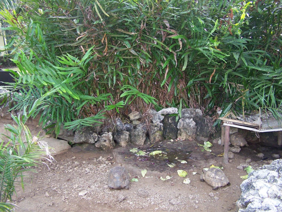 Schildkrötengehege Bahari Beach Hotel