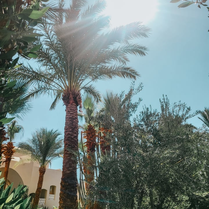 Gartenanlage Hotel JAZ Makadi Star & Spa