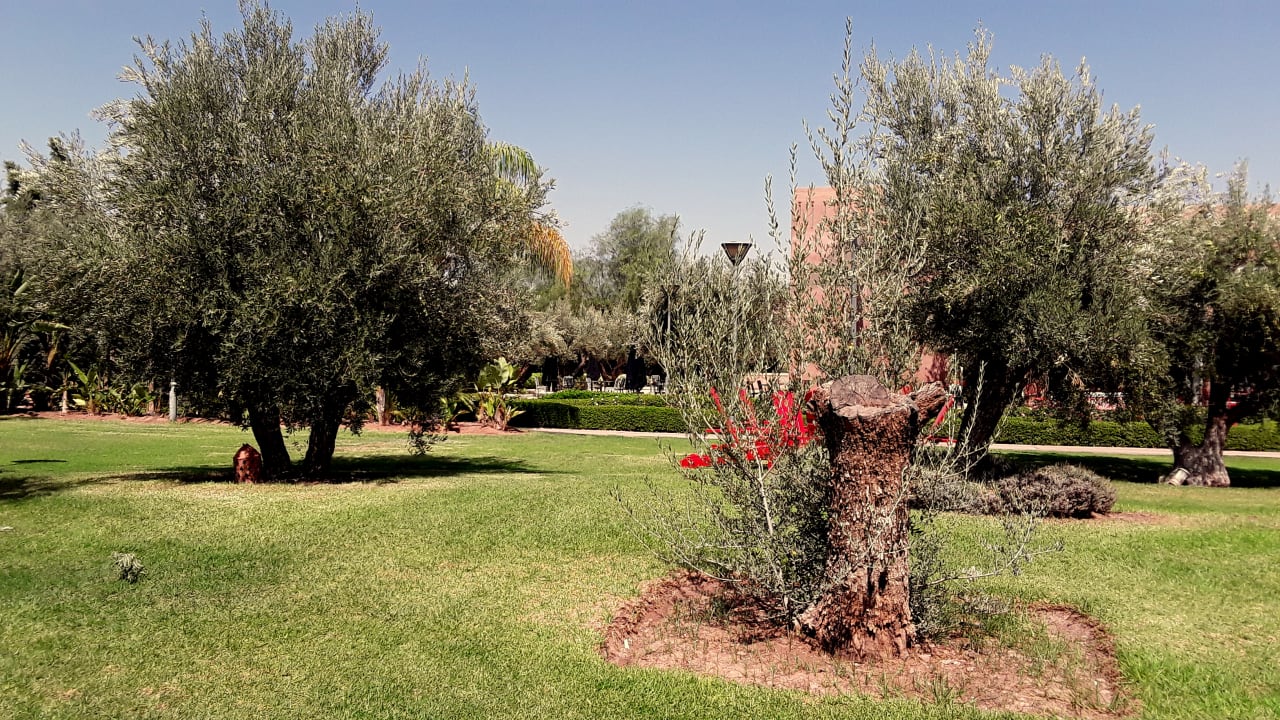 Gartenanlage Hotel Kenzi Club Agdal Medina
