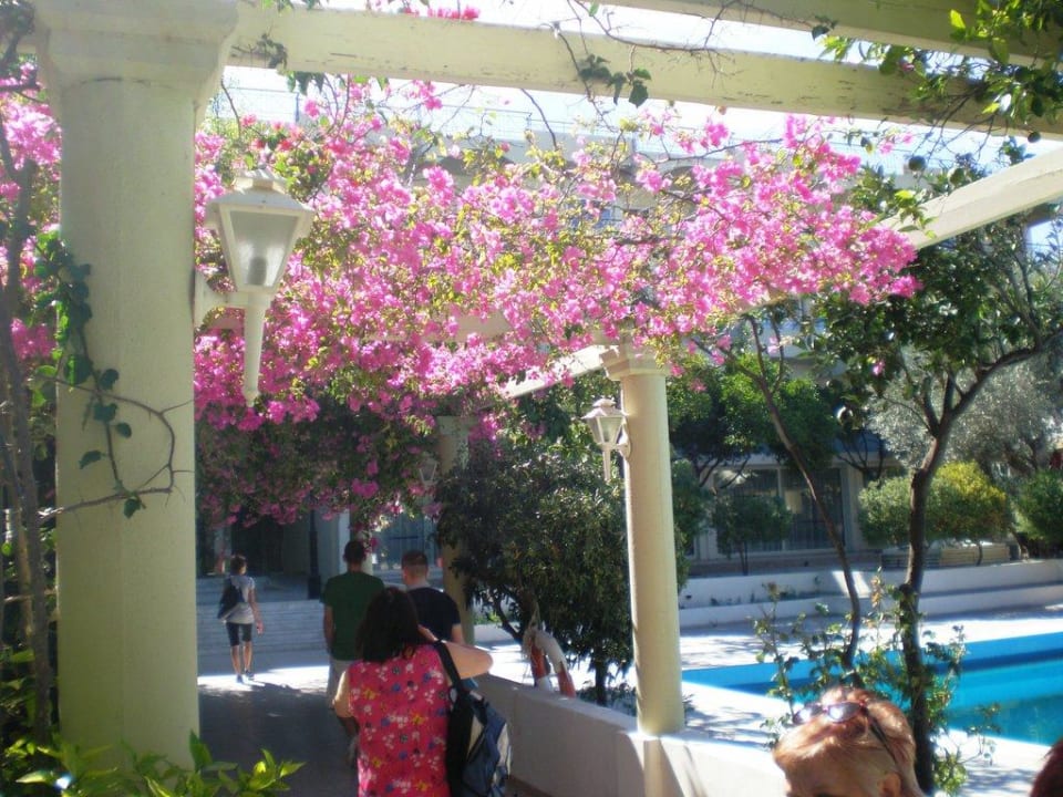 Kwiaty w ogrodzie Hotel Filerimos Village