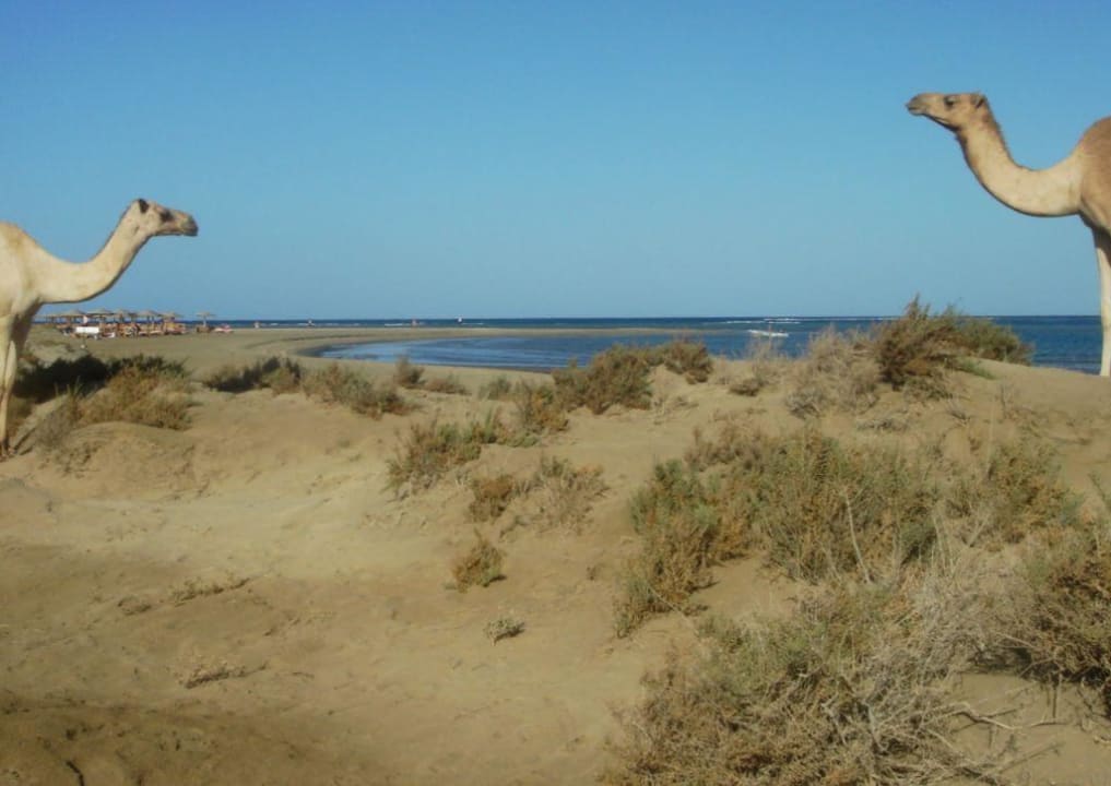 Dazwischen der Nordstrand Lahami Bay Beach Resort