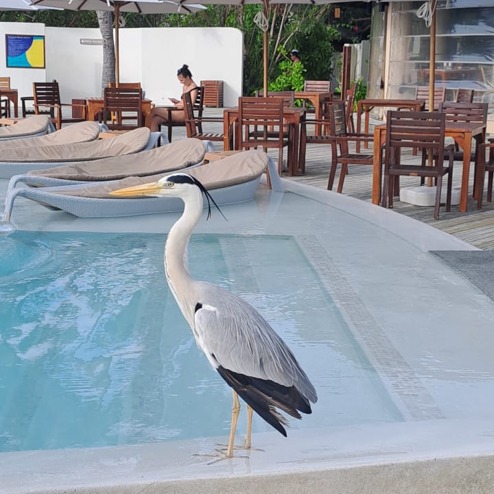 Pool Centara Ras Fushi Resort & Spa Maldives