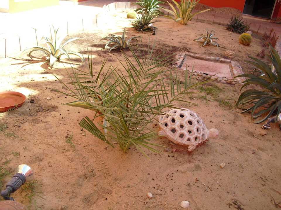 Schildkrötenanlage im Hotelhof Pickalbatros Alf Leila Wa Leila Resort - Neverland Hurghada