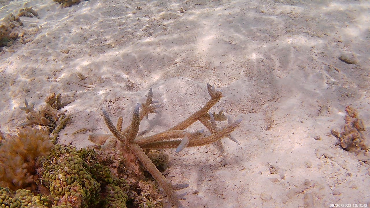 Sport & Freizeit Hotel Riu Palace Maldivas