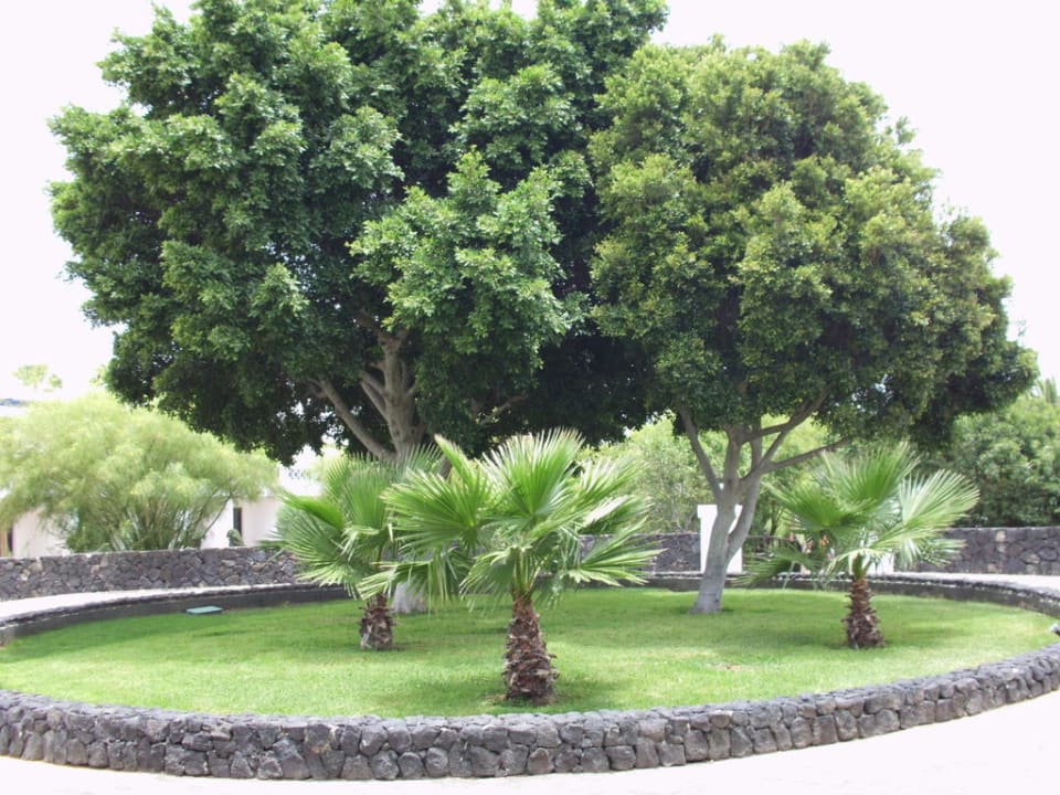 Vor Eingang Relaxia Olivina