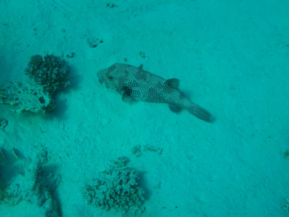 Strand SUNRISE Cardina Resort