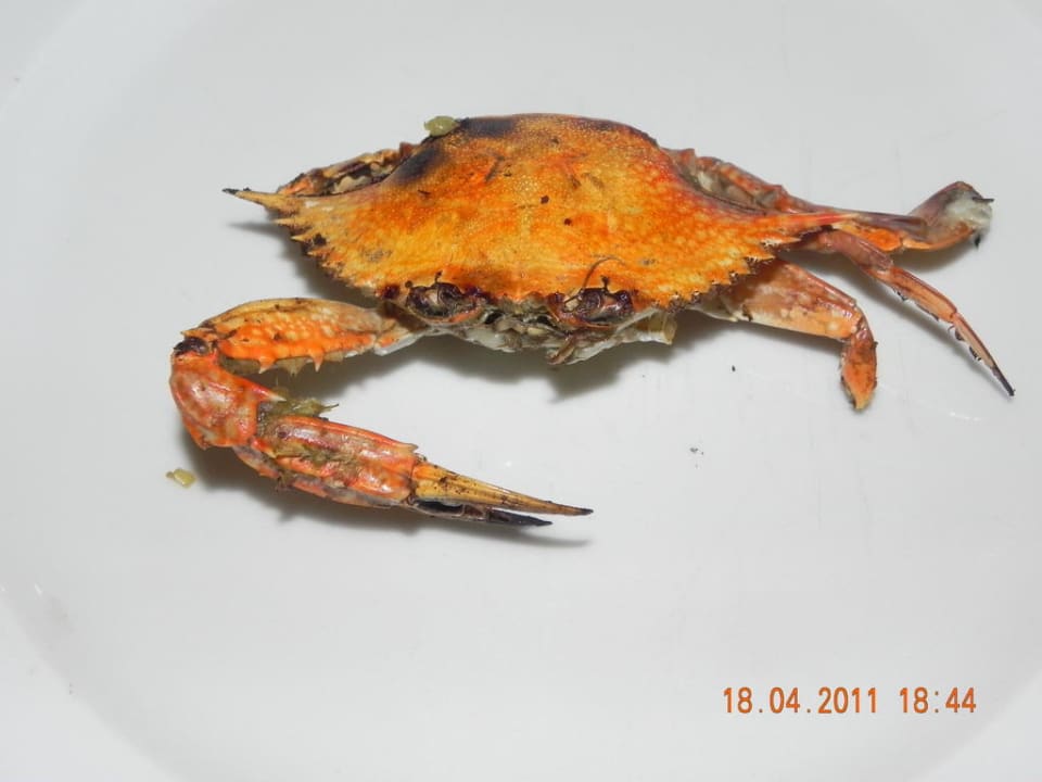 Krebs gab es auch mal zum Abendbrot Pickalbatros Alf Leila Wa Leila Resort - Neverland Hurghada