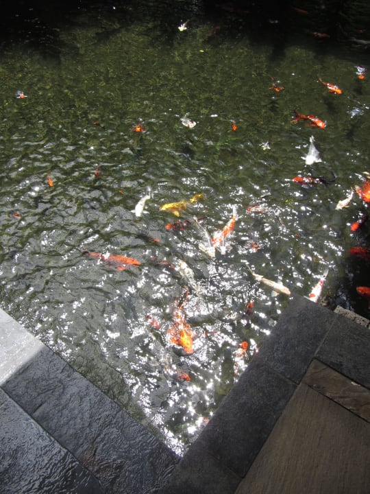 Eingangsbereich mit Kois Shanti Maurice Resort & Spa