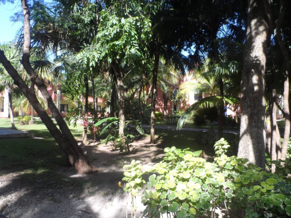 Ogród Hotel Riu Tequila