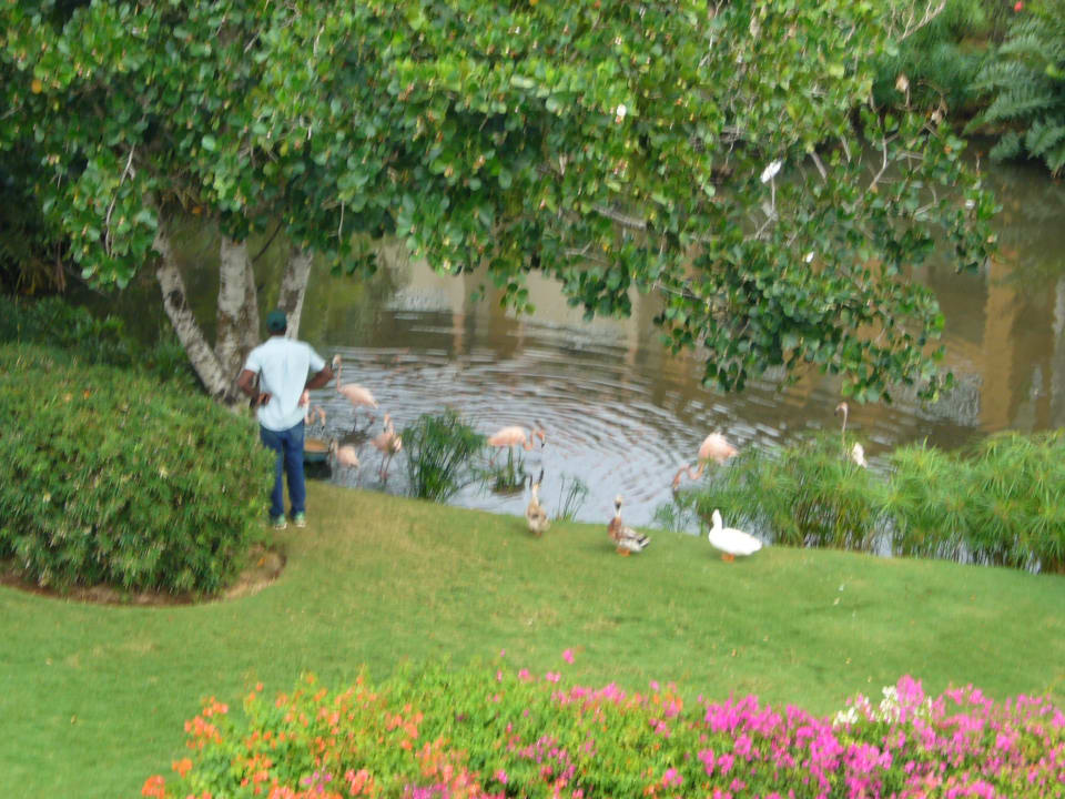 Garten Hotel Viva Dominicus Palace by Wyndham-All Inclusive Resort