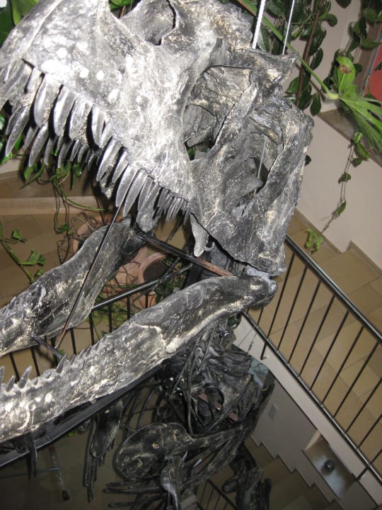 Allosaurus fragilis Hotel Adler / Gasthof Zum verkauften Großvater
