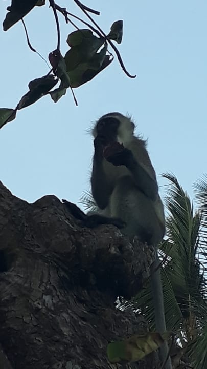 Gartenanlage Hotel Diani Sea Lodge