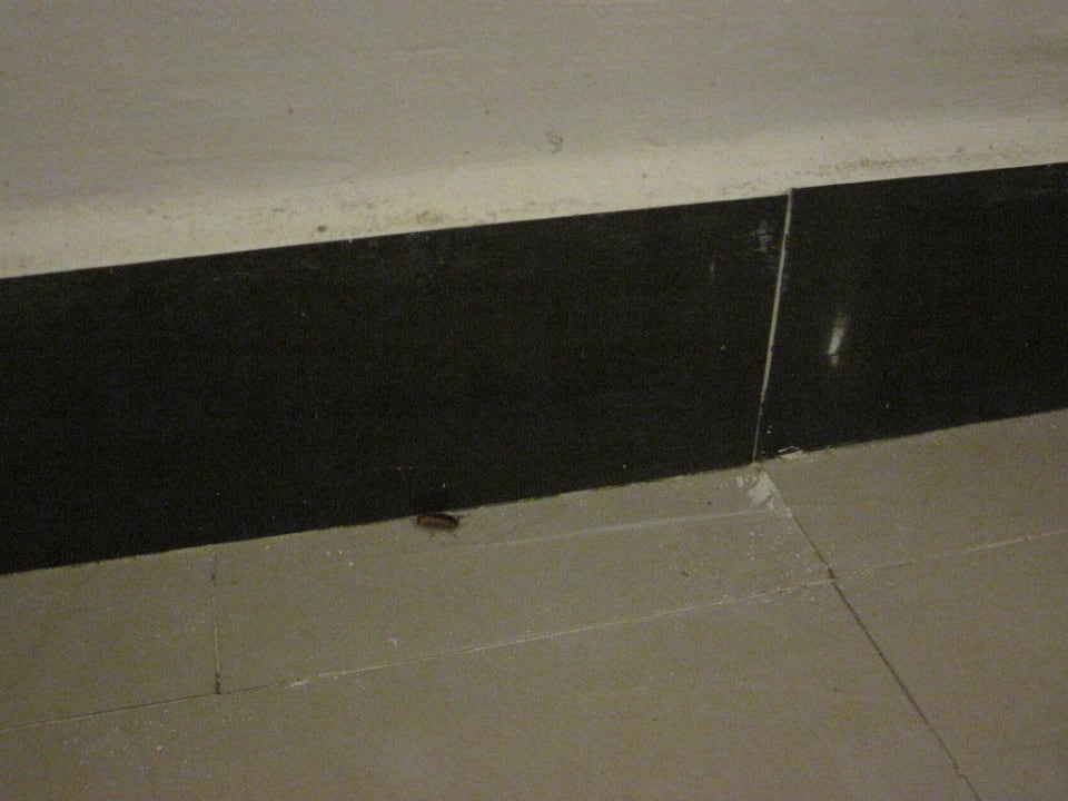 Kakerlake Three Corners Happy Life Beach Resort