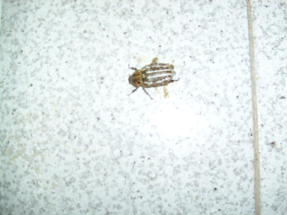 Käfer auf dem Flur Olympos Beach Hotel