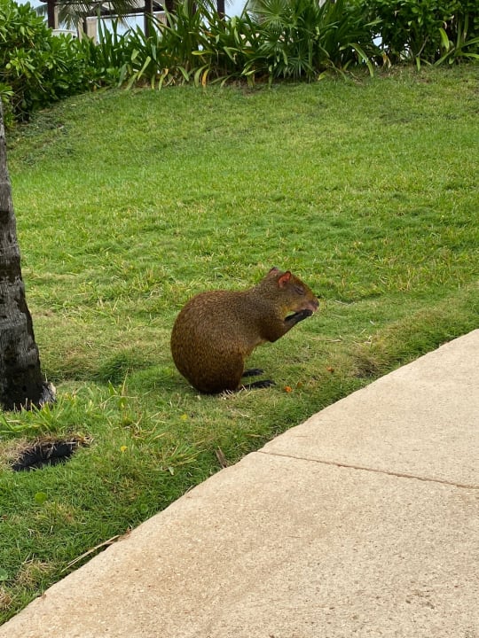 Gartenanlage Akumal Bay Beach & Wellness Resort