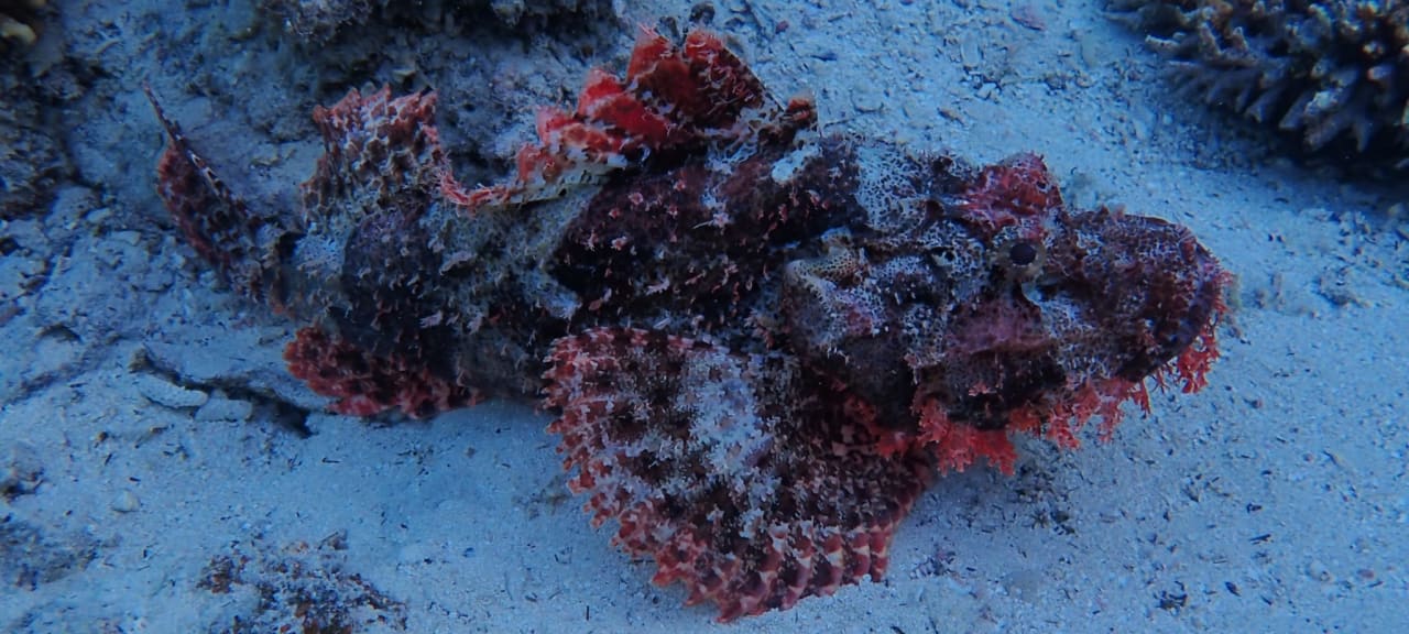 Sport & Freizeit Malikia Resort Abu Dabbab