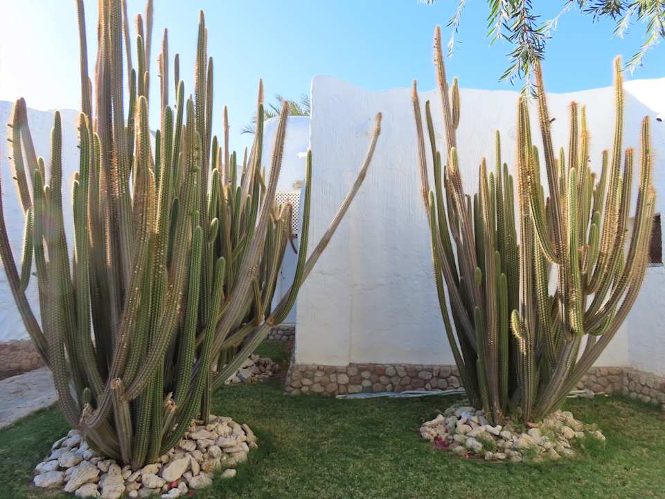 Gartenanlage Sharm Club Beach Resort