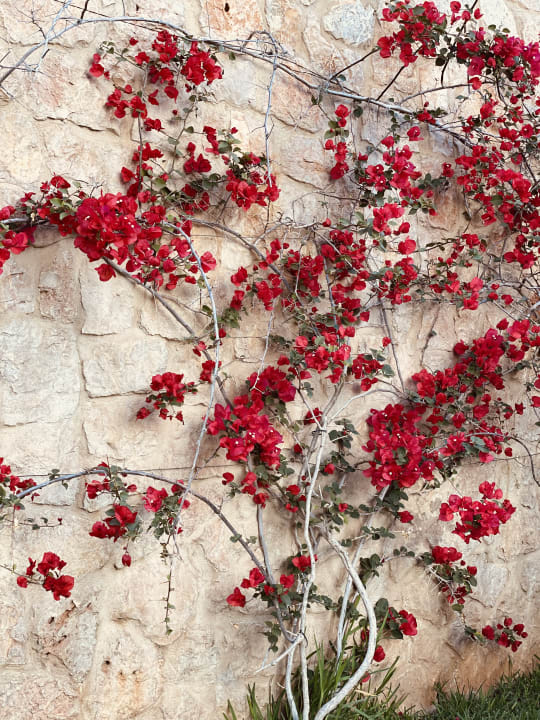 Außenansicht CM Playa del Moro