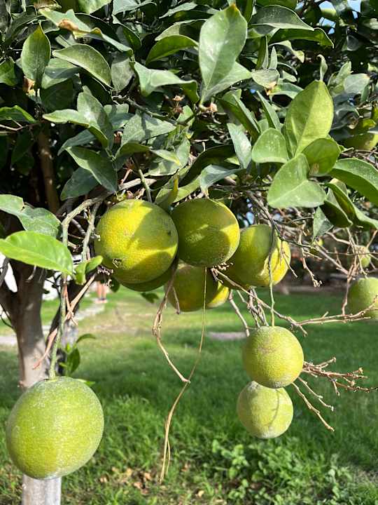 Gartenanlage Myrina Beach Hotel