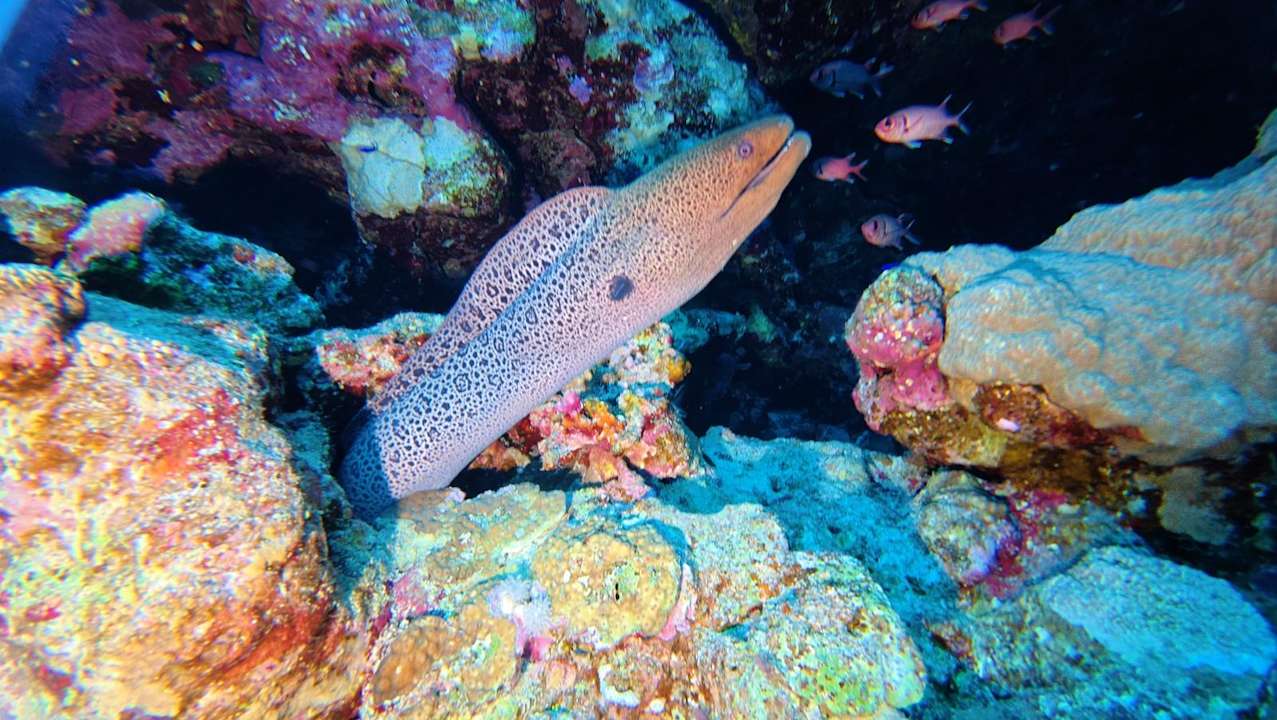 Sport & Freizeit Hotel Sheraton Soma Bay Resort