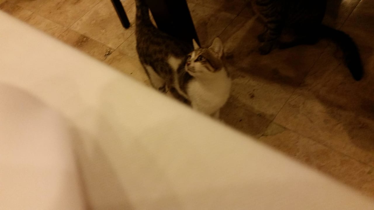 Katzen im Speisesaal Asteria Collection Side