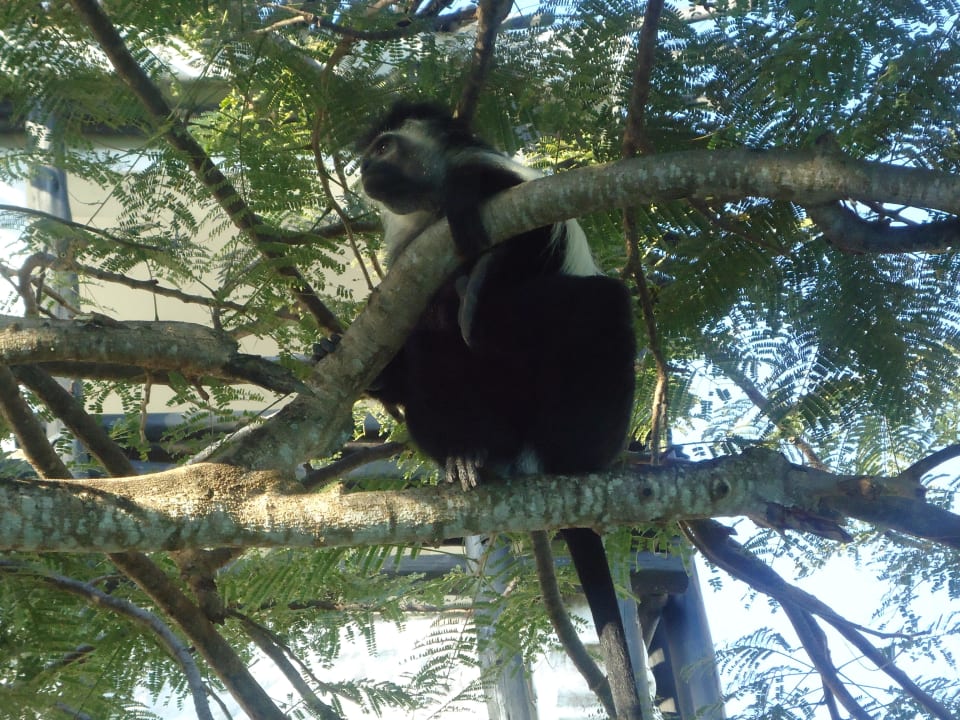 Affe langweilt sich Hotel Southern Palms Beach Resort