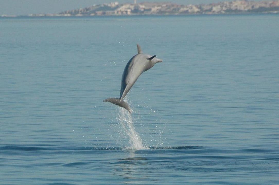 Delphin am Hotelriff Golden Beach Resort