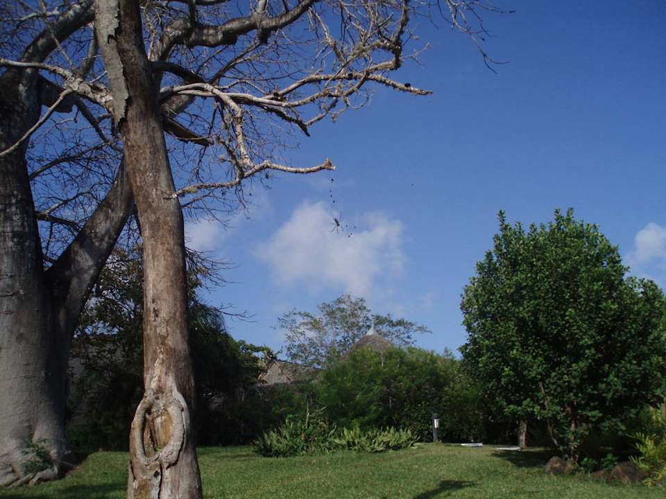 Riesenspinne  Hotel Papillon Lagoon Reef