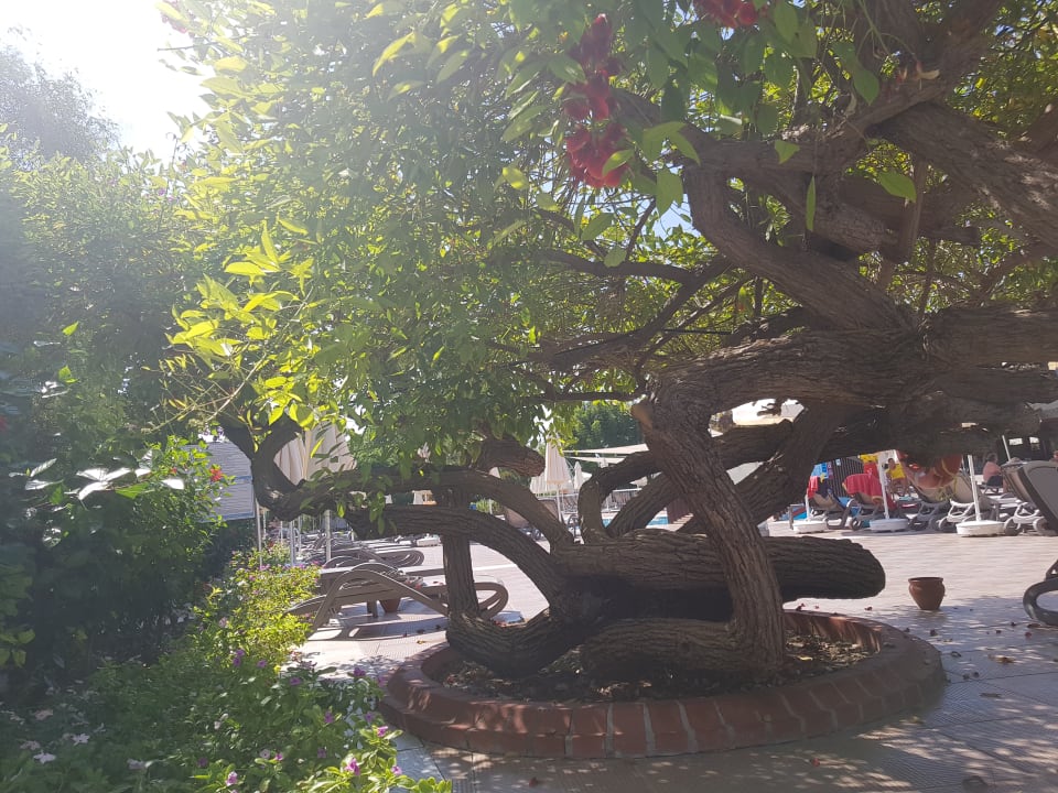 Gartenanlage VONRESORT Golden Beach