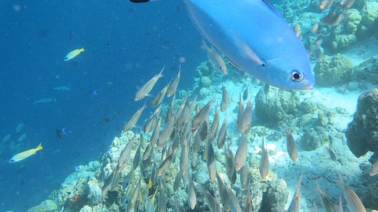 Sport & Freizeit NH Collection Maldives Reethi Resort