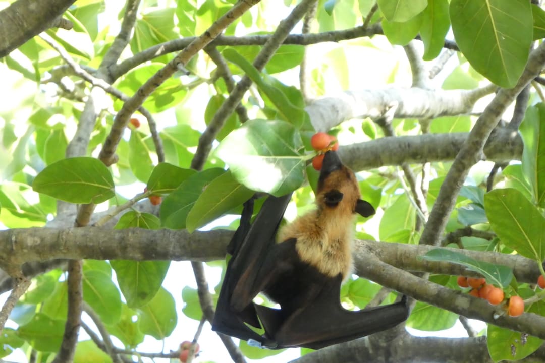 Gartenanlage Vilamendhoo Island Resort & Spa
