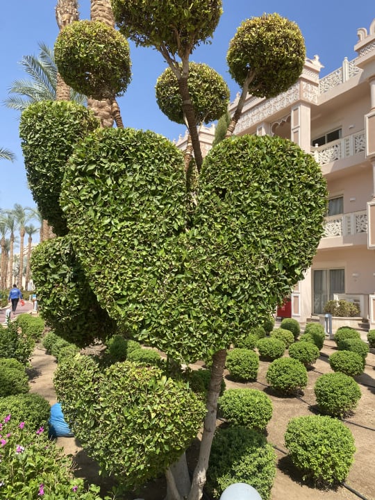 Gartenanlage Pickalbatros Palace Resort